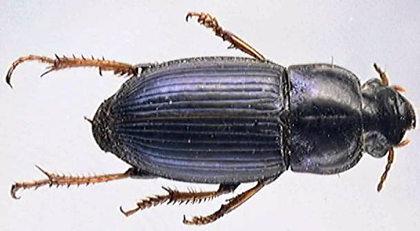 Harpalus rubripes